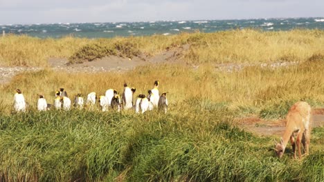 fauna patagónica de colonia de pingüinos magallánicos y camélidos guanaco paisaje marino de campos verdes y ambiente natural no contaminado de américa del sur