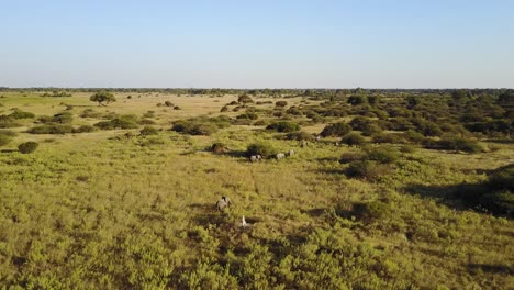 cinematic aerial view of elephants walking one by one through grassy plain