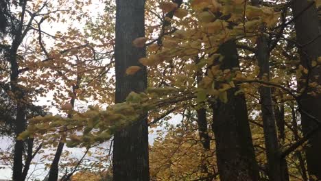 Treetops-moving-in-the-wind,-autumn-colors