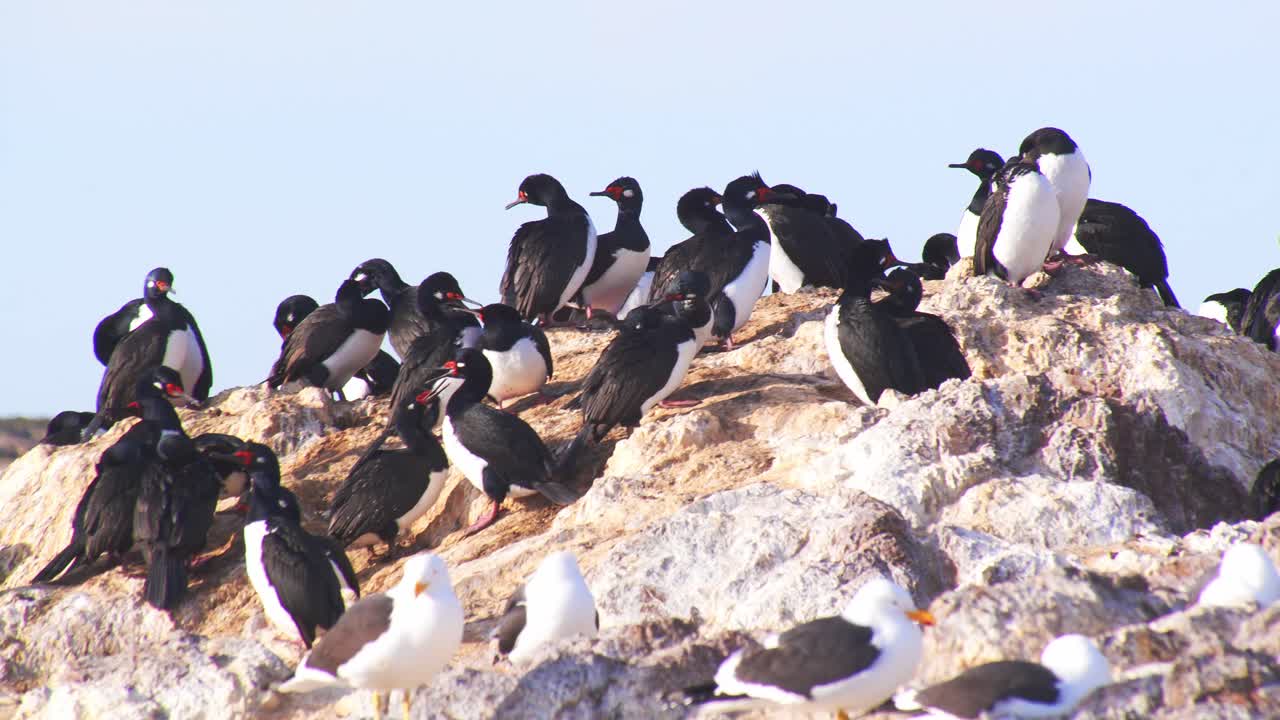 fotografía circular de una colonia rocosa de nidos de cormoranes imperiales con fondo de cielo azul tomando el sol