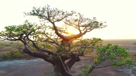 aerial close up of baobab tree in madagascar