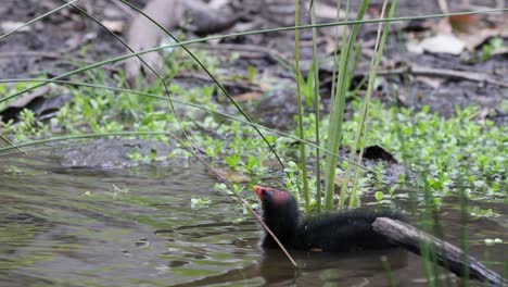 pájaro adulto alimentando al pollito cerca de la orilla del agua