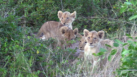 footage of lion cubs hiding in the bush waiting for their mother to return