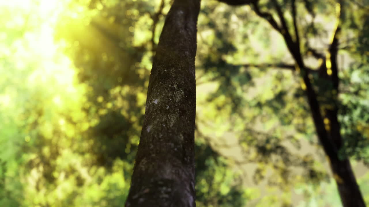 Sunlight filtering through trees in a serene forest setting