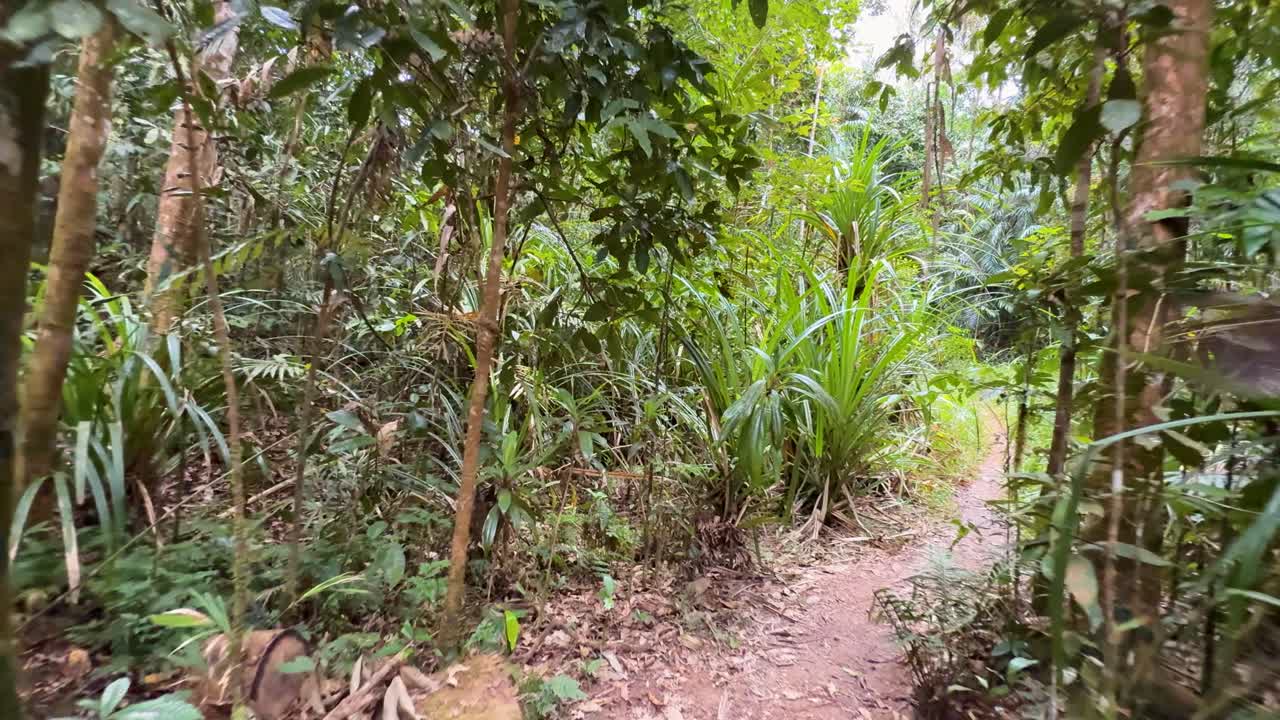 A serene walk through dense rainforest vegetation with vibrant greenery and natural light filtering through the canopy