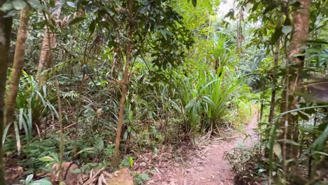 a serene walk through dense rainforest vegetation with vibrant greenery and natural light filtering through the canopy