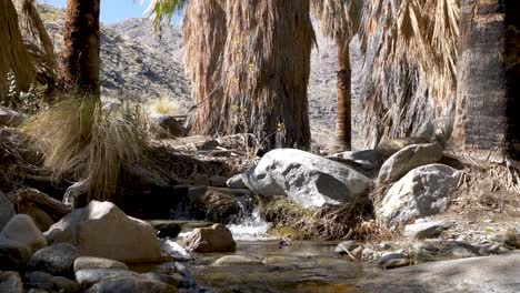 creek running through california palm tree