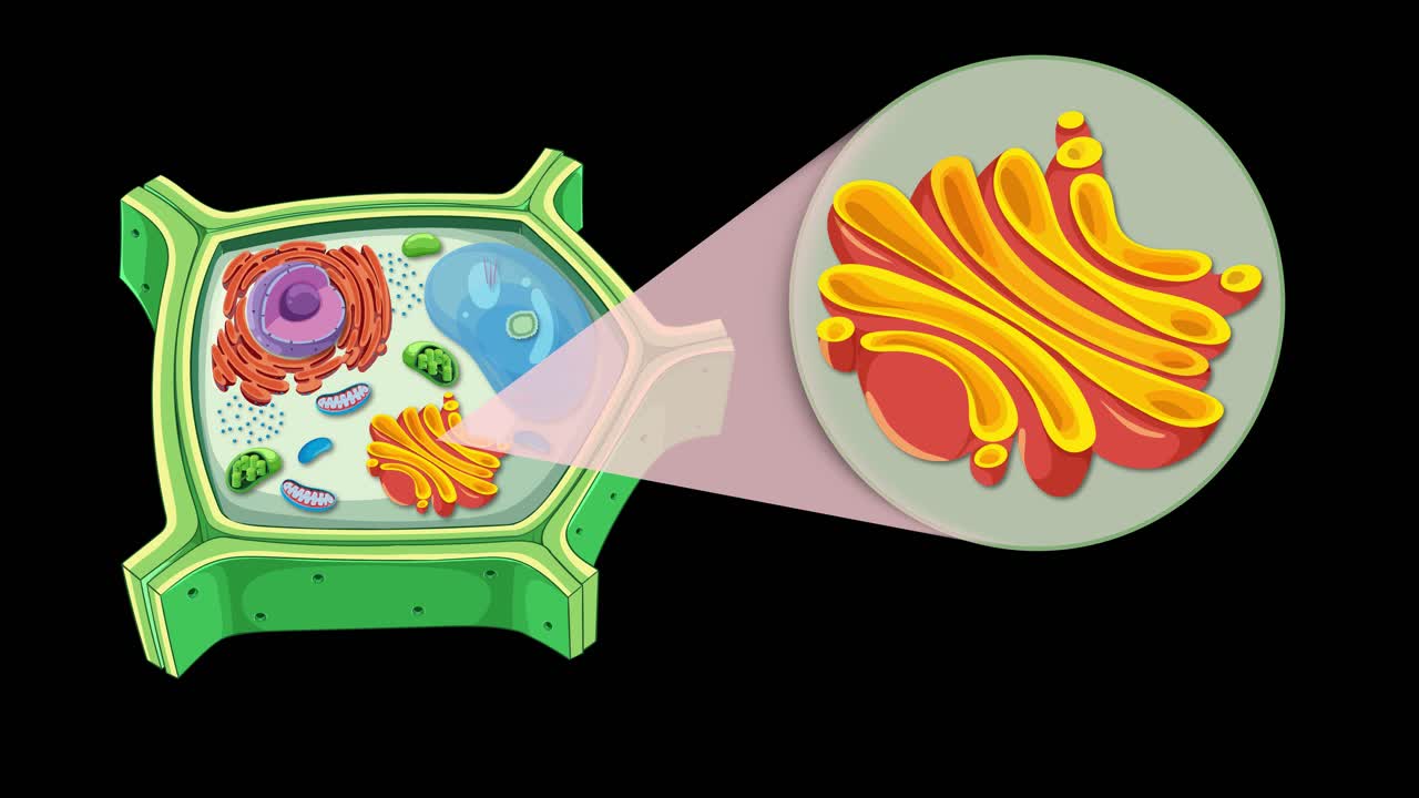 Animation illustrates plant cell anatomy, focusing on the Golgi apparatus with vibrant colors and smooth transitions