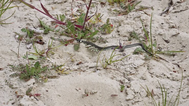 A small Grass Snake slithers Through a Sandy Environment - wide slow motion shot