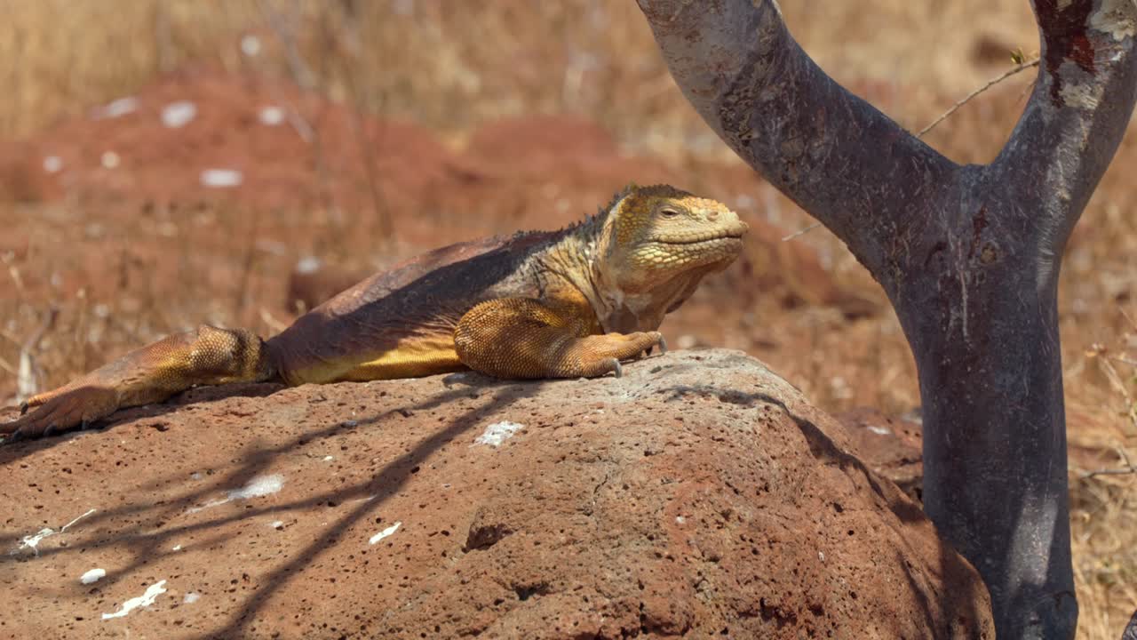 A native, yellow land iguana rests on a rock in the shadow of a tree on North Seymour Island, near Santa Cruz in the Gal&aacute;pagos Islands