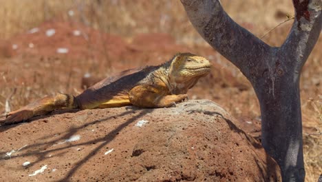 Una-Iguana-Terrestre-Nativa-De-Color-Amarillo-Descansa-Sobre-Una-Roca-A-La-Sombra-De-Un-árbol-En-La-Isla-Seymour-Norte,-Cerca-De-Santa-Cruz-En-Las-Islas-Galápagos.