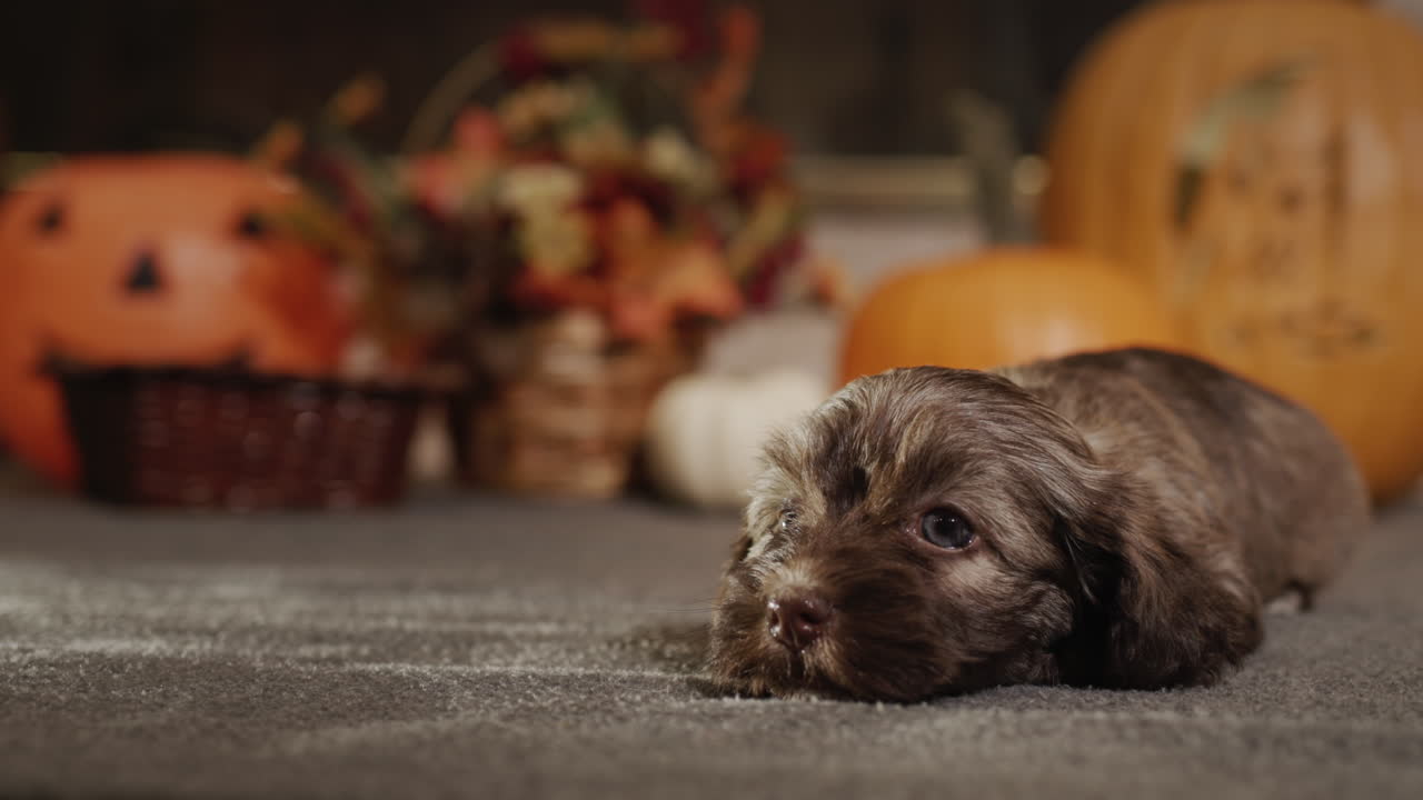 un lindo cachorro se encuentra en el suelo con un telón de fondo de calabazas. tema de otoño, video 4k