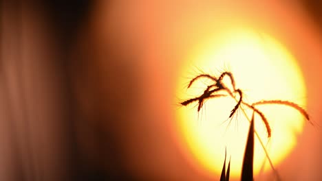 araña ocupada en la construcción de la red en los arrozales con la puesta de sol como telón de fondo o fondo