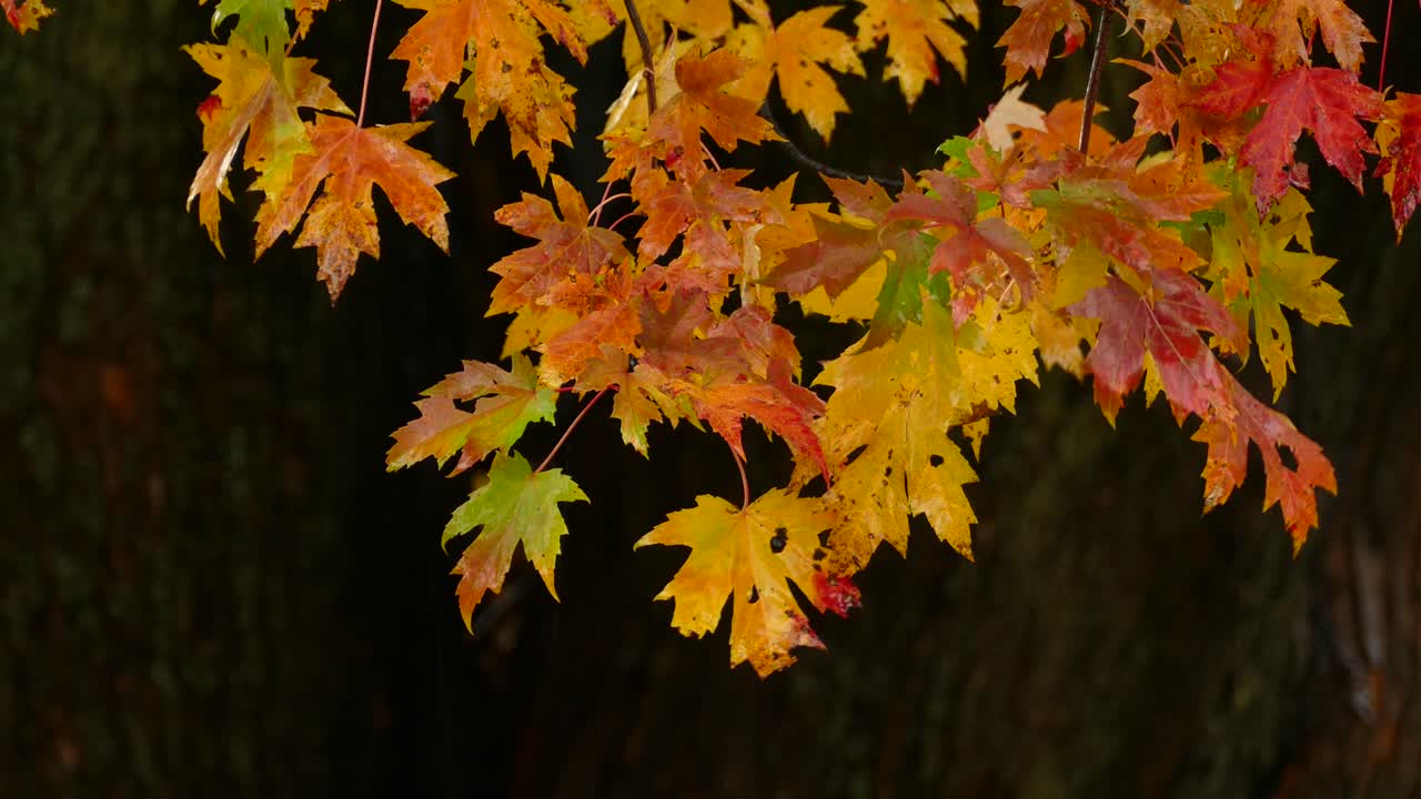Raindrops On Maple Tree Leaves During Autumn Season In Forest