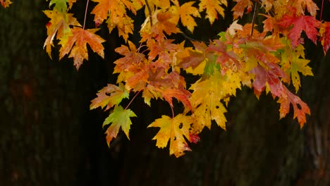 Gotas-De-Lluvia-Sobre-Las-Hojas-De-Los-árboles-De-Arce-Durante-La-Temporada-De-Otoño-En-El-Bosque.