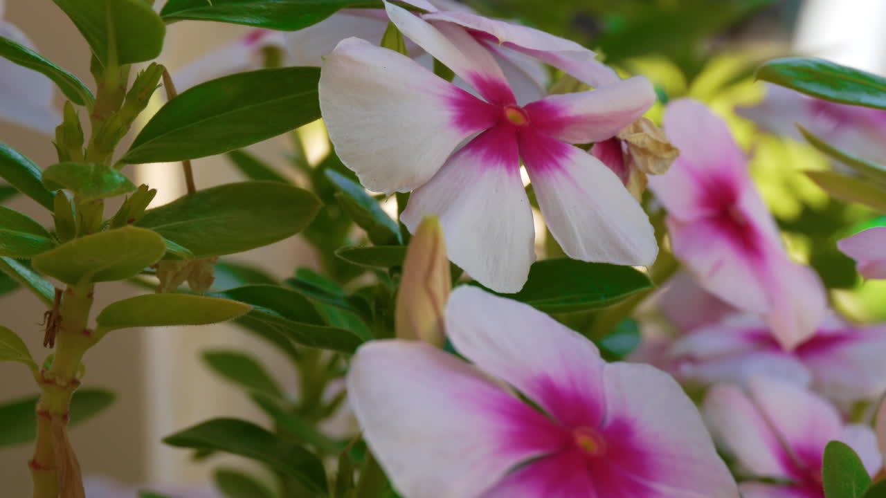 Primo piano dettagliato di fiori di Pervinca Rosa Cipria o Pervinca del Madagascar. Catturati in morbida luce solare, che mostrano la texture e i colori vivaci di ogni petalo.