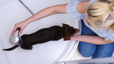 mujer lavando a su pequeño perro en el baño