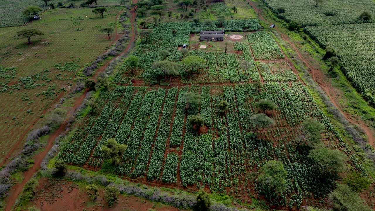 녹색 케냐 농장, 가난한 정착촌 아프리카 공중 농경 농장