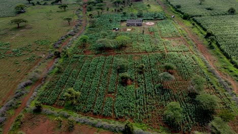 Granjas-Verdes-De-Kenia,-Asentamiento-Pobre-áfrica-Plantación-Agronómica-Aérea