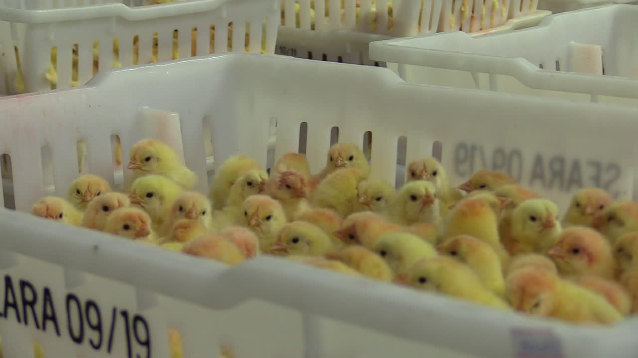 Aufzucht von gelben, winzigen Küken, in Kisten in einem Geflügelstall zusammengepfercht