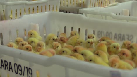 Nursery-of-yellow-tiny-chicks-crammed-in-boxes-in-a-poultry-shed