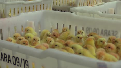 nursery of yellow tiny chicks crammed in boxes in a poultry shed