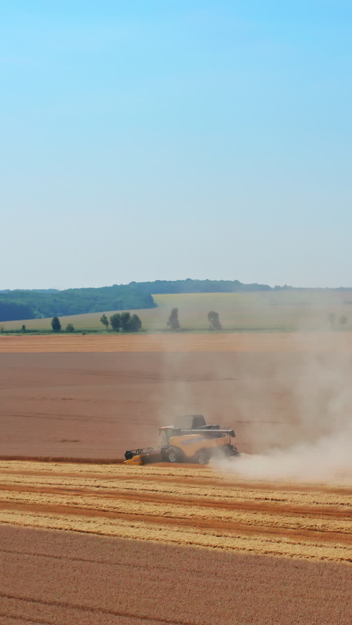 Countryside summer farming cereals. Red combine harvesting wheat on the field. Vertical video