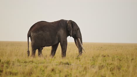 Cinco-Grandes-Elefantes-Pastando-En-Pastos-En-Las-Llanuras-De-La-Sabana-De-Masai-Mara,-Vida-Silvestre-Africana-En-La-Deliciosa-Reserva-Nacional-De-Masai-Mara,-Kenia,-Animales-De-Safari-Africanos-En-La-Conservación-Del-Norte-De-Masai-Mara