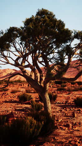 a lone tree stands in the desert