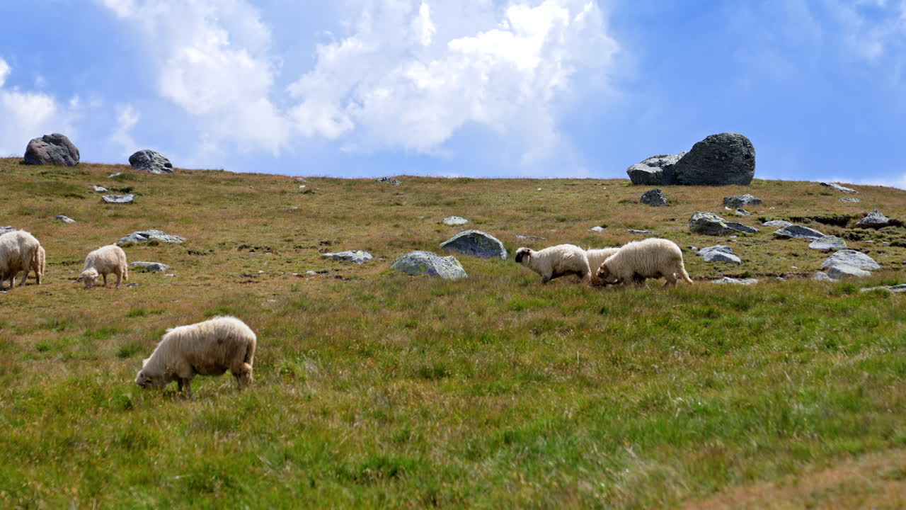 Sheep on a hillside in blue sky. Sheep graze peacefully on a green hillside with rocks under a clear blue sky during a sunny day in nature