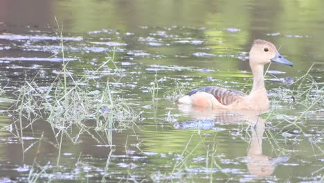 whistling duck uhd mp4 4k video