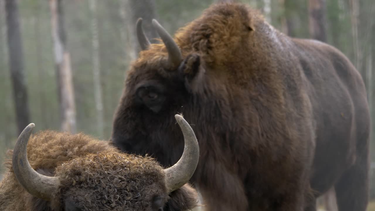 bisontes europeos en una pequeña manada con pelaje dorado húmedo de color marrón rojizo, en un bosque frío y neblinoso - tiro medio largo