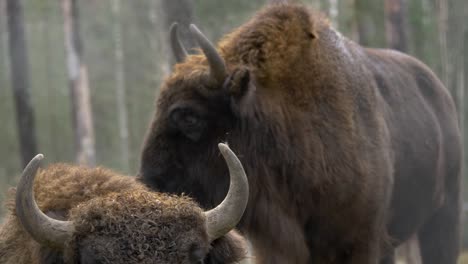 european bisons in small herd with wet golden reddish-brown coat fur, in a foggy cold forest - long medium shot