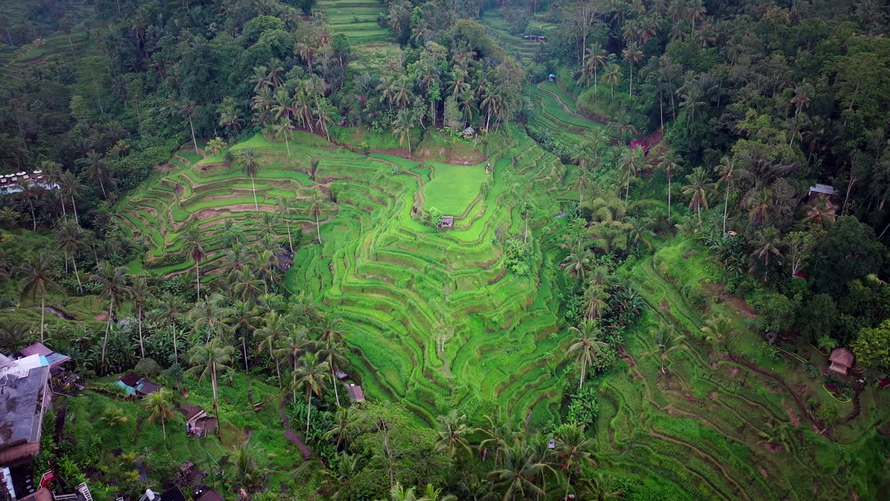 tegallalang terraza de arroz hermoso valle de campos de arroz plantados en terrazas inclinadas, bali, disparo de avión no tripulado