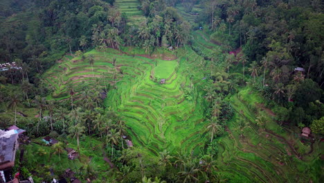 tegallalang rice terrace gorgeous valley of rice fields planted on sloping terraces, bali, drone shot