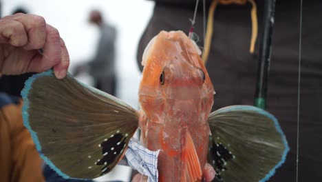 el hombre sostiene su captura de peces rubios rojos