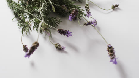 Vídeo-De-Flores-Y-Hojas-De-Lavanda-Con-Espacio-Para-Copiar-Sobre-Fondo-Blanco