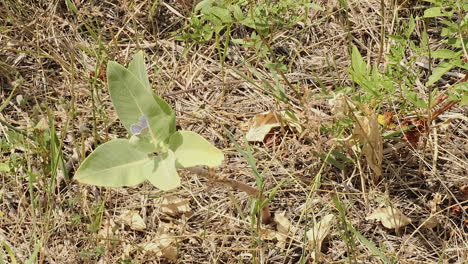 Tiny-juvenile-Melissa-Blue-butterfly,-size-of-a-dime,-on-a-green-leaf