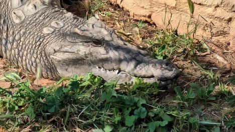 cabeza de cocodrilo del nilo tomando el sol en la hierba con los ojos abiertos