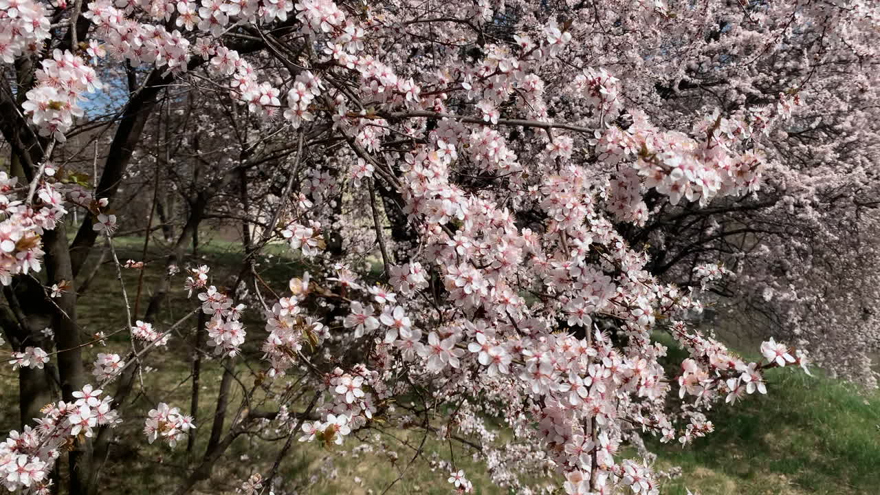 Piena fioritura di fiori di ciliegio in una soleggiata giornata di primavera