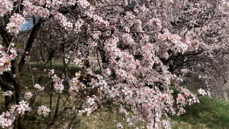 plena floración de flores de cerezo en un soleado día de primavera