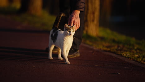 Toma-En-Cámara-Lenta-De-Un-Pequeño-Gato-Siendo-Acariciado-Y-Arañado-A-La-Luz-Del-Sol