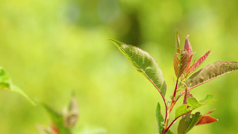 Red-and-green-leaves-blowing-gently-in-the-summer-breeze