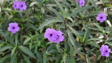 una vista de cerca de las flores púrpuras vibrantes