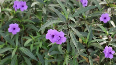 a close-up view of vibrant purple flowers