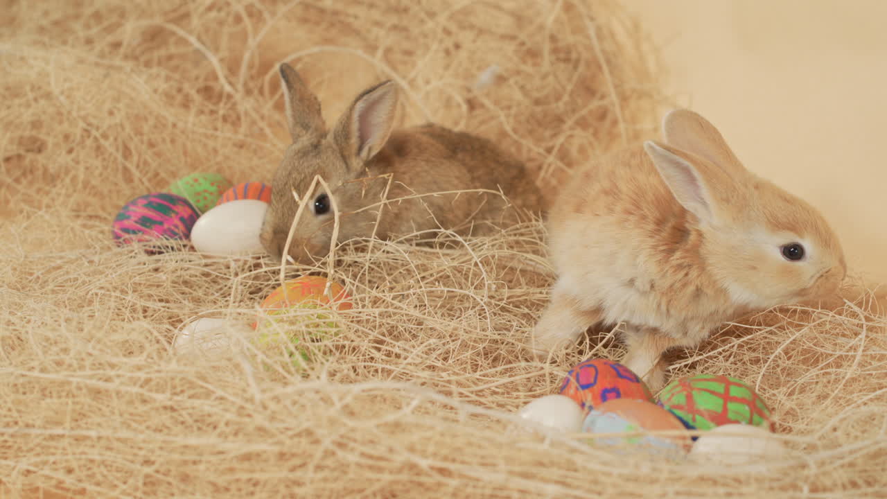 dos jóvenes y lindos conejos de pascua husmeando alrededor de los huevos de color de pascua - tiro de primer plano medio de ángulo alto
