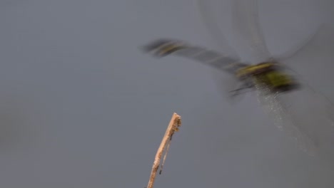 the common flangetail dragonfly is commonly seen in thailand and asia