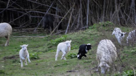 rebaño juguetón y enérgico de corderos jóvenes saltando y corriendo unos tras otros afuera en cerdeña, italia