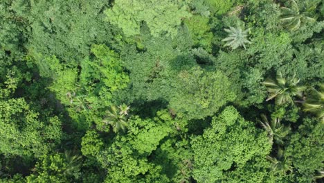 Aerial-view-shot-of-deep-green-forest