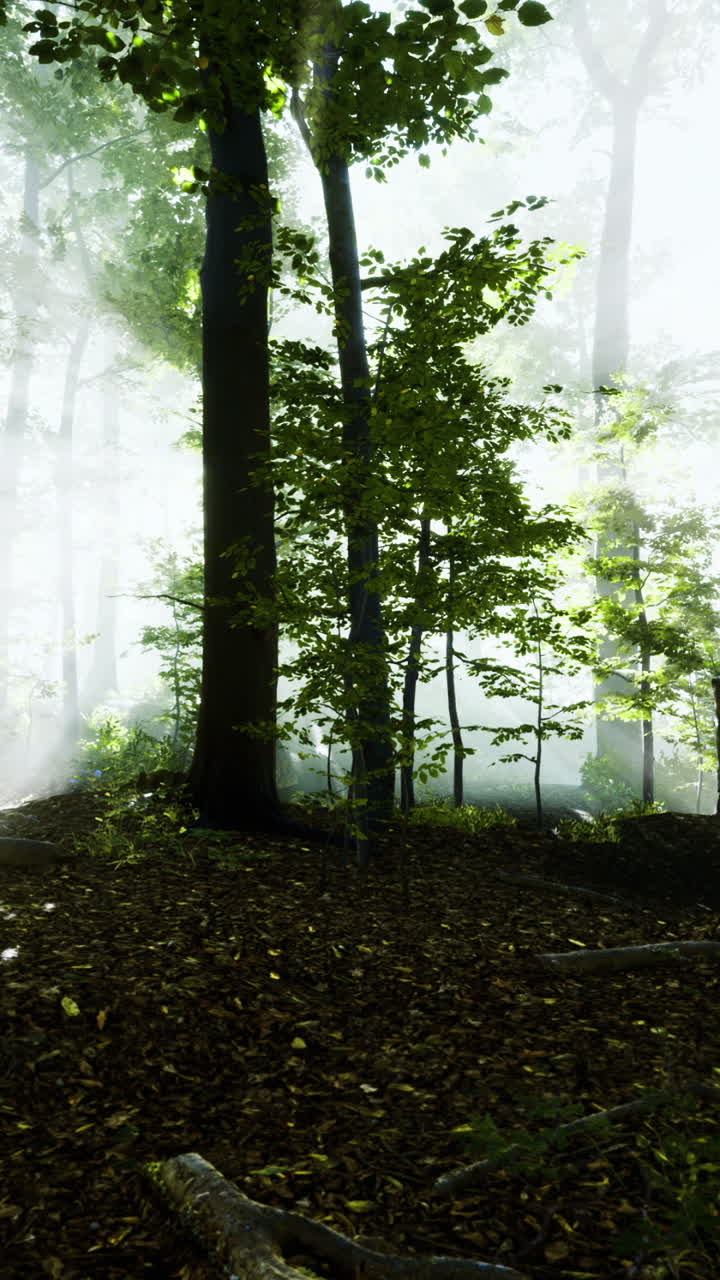 Mysterious forest bathed in morning light reveals natures serene beauty